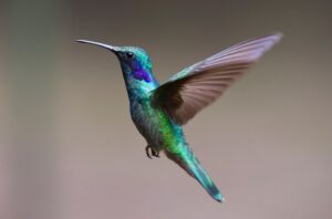 10 datos curiosos que te sorprenderán sobre los colibríes: los pájaros más fascinantes del reino animal
