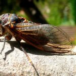 cicada, insects, nature