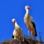 storks, pair, nest