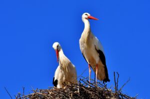 storks, pair, nest