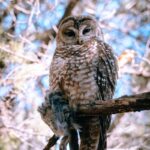 brown and gray owl perching on tree during daytime