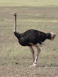 ostrich, male, savannah
