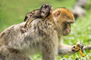 barbary macaques, monkeys, mother and child