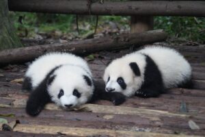 two white-and-black Pandas lying on floor during daytime