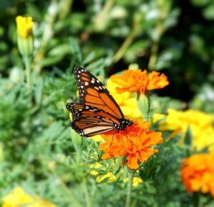 butterfly, monarch, danaus plexippus