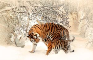 Curiosidades de lo Tigres