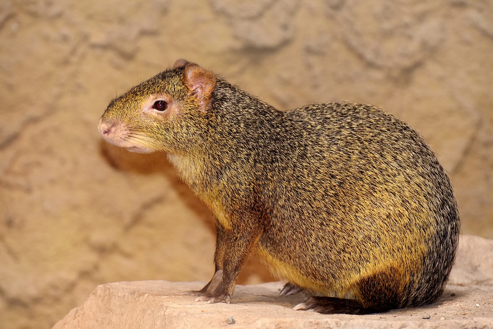 7 Datos sorprendentes sobre los Agutíes: Descubre curiosidades escondidas de estos roedores exóticos