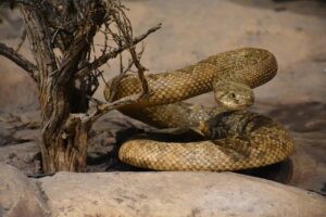 rattlesnake, viper, reptile