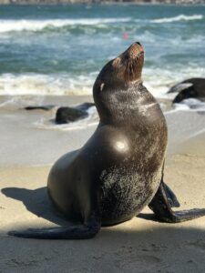 black seal lion in seashore