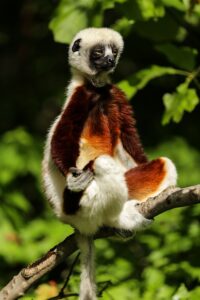 Curiosidades de Sifakas: Descubre datos fascinantes sobre estos primates bailarines
