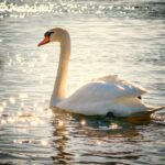 Curiosidades sorprendentes sobre los elegantes cisnes blancos