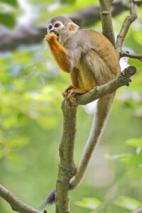 Datos curiosos de los Monos ardilla: ¡Descubre sus increíbles habilidades acrobáticas!