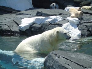 Datos curiosos sobre Osos Polares que te sorprenderán: desde su tamaño hasta su alimentación