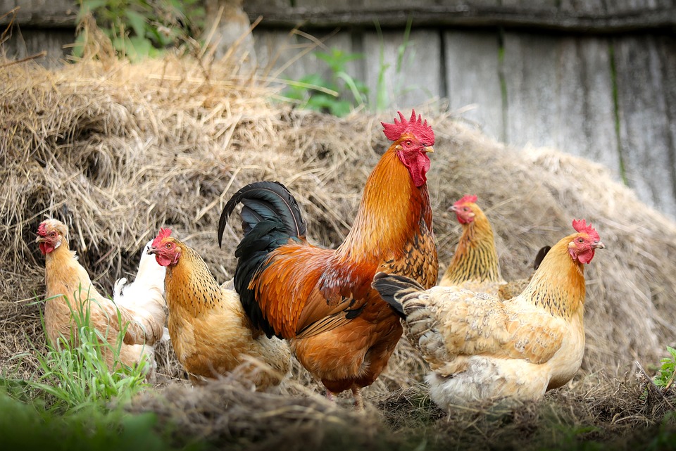 Datos curiosos sobre gallinas: descubre estas fascinantes curiosidades avícolas.