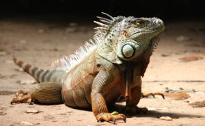 Datos curiosos sobre las iguanas: ¡Descubre sus habilidades sorprendentes!