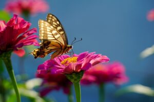 Datos curiosos sobre las sorprendentes mariposas tigre: ¡Descubre su increíble metamorfosis y colores vibrantes!