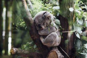 Datos curiosos sobre los adorables koalas