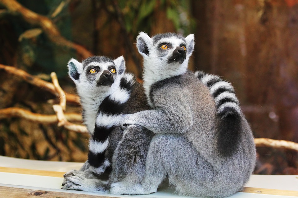 Datos curiosos sobre los lÃ©mures: Descubre las maravillas de estos adorables primates