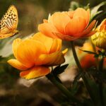 Datos curiosos sobre mariposas: Descubre las asombrosas habilidades y comportamientos de estas criaturas aladas