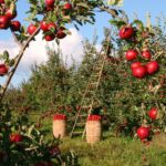Datos curiosos y sorprendentes sobre Agricultura Orgánica: Descubre cómo crecer alimentos más saludables de forma natural