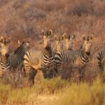 Descubre los datos curiosos más sorprendentes de Namibia: ¡Una aventura fascinante en África!