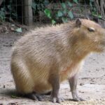 Descubre los datos curiosos más sorprendentes sobre los Capibaras