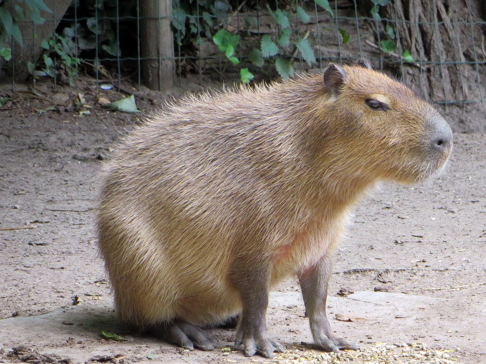 Descubre los datos curiosos más sorprendentes sobre los Capibaras