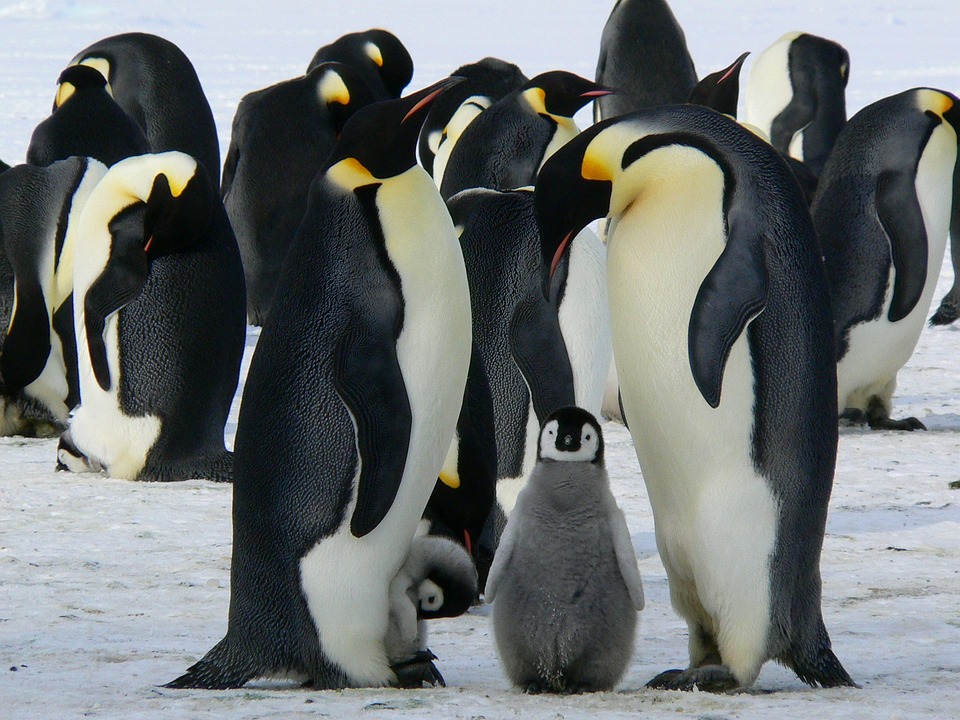 Descubre los datos curiosos más sorprendentes sobre los pingüinos