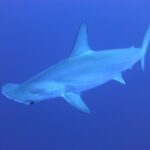 Descubre los fascinantes datos curiosos sobre los tiburones martillo