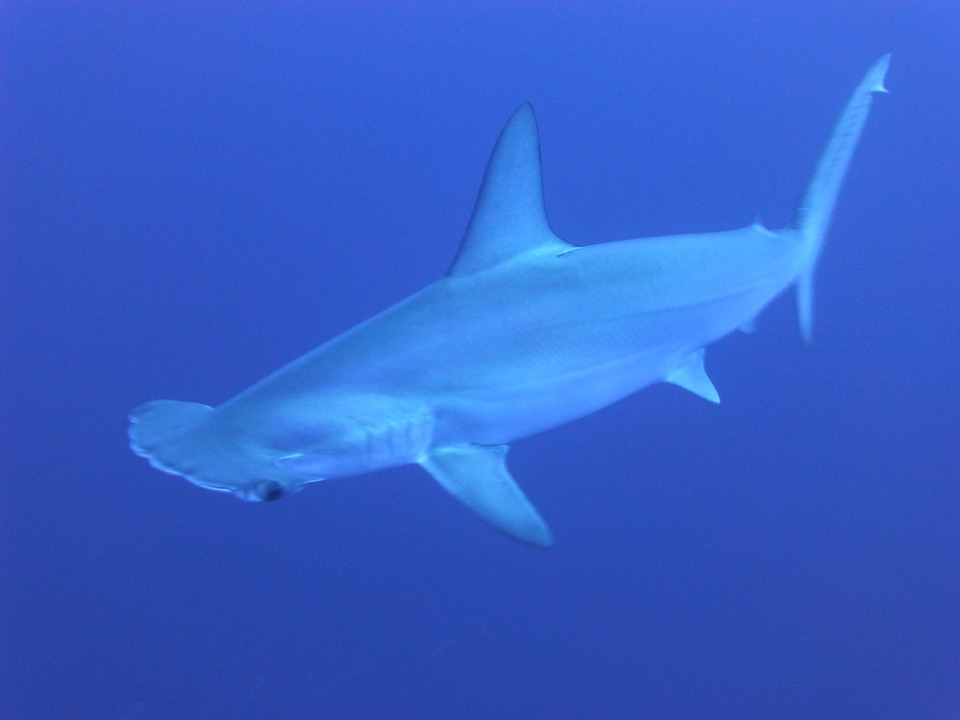 Descubre los fascinantes datos curiosos sobre los tiburones martillo