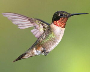HD wallpaper ruby throated hummingbird ruby hummingbird throated animal