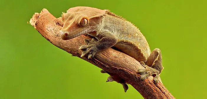 Que debo saber sobre el gecko crestado hobby mascotas.jpg