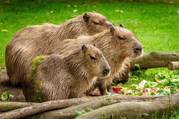 capibara caracteristicas habitat y alimentacion 4037 600