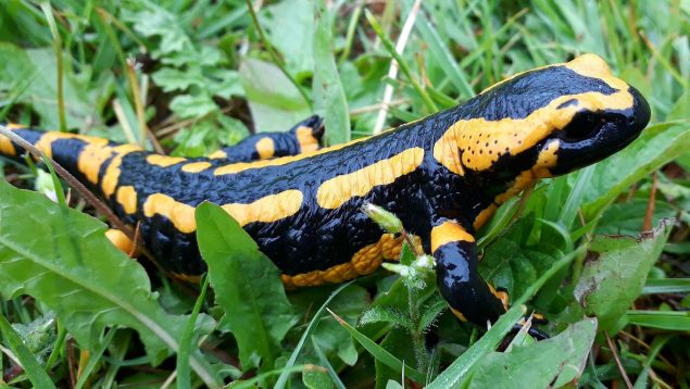 curiosidades de la salamandra que te sorprenderan 635x358 1
