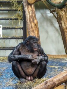 a gorilla sitting on a log