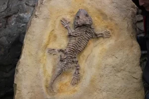 Datos curiosos de Paleontología: ¡Descubre fascinantes secretos del pasado!