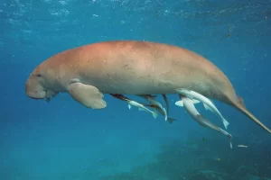great barrier reef dugong