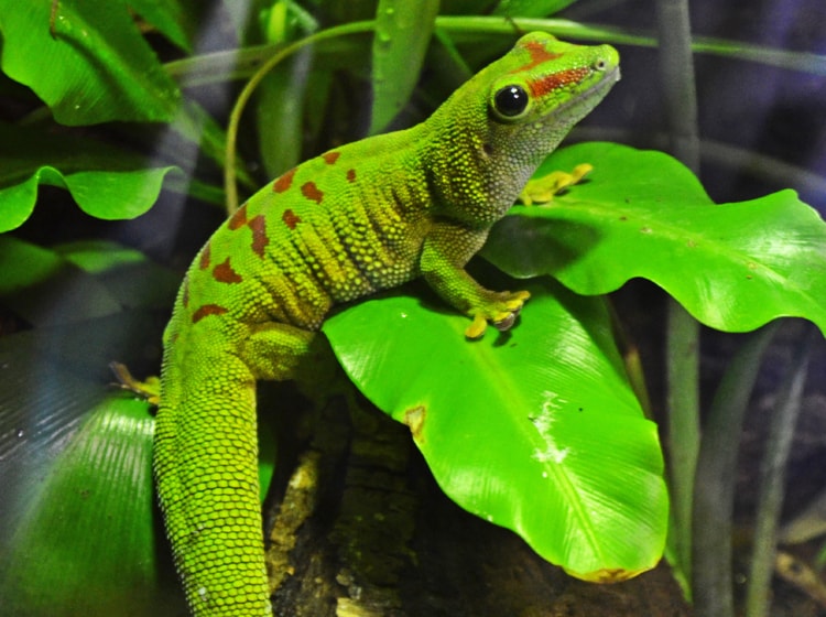 interiores animal bioparc valencia gecko de madagascar 01