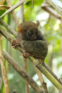 philippine tarsier rests day bamboo undergrowth 14173672.jpg