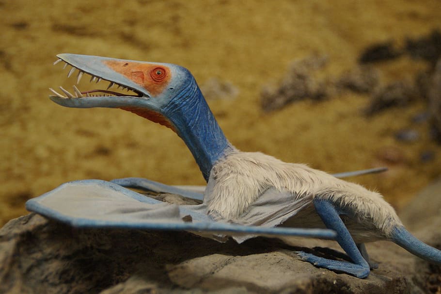 pterosaur prehistoric times dinosaur fly