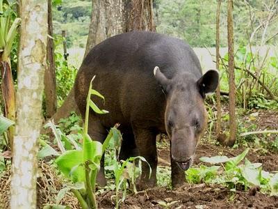 tapires L J5iXxD
