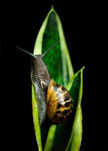 brown and black snail on green leaf