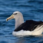 Descubre los datos curiosos y fascinantes sobre los majestuosos Albatros