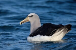 Descubre los datos curiosos y fascinantes sobre los majestuosos Albatros