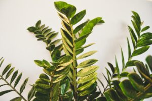 green leaf plant close-up photo