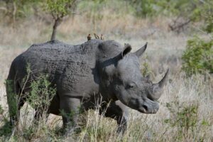 gray rhino on gray grasses at daytime