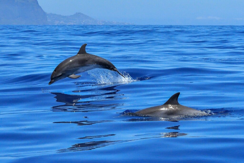 dolphin, ocean, sea