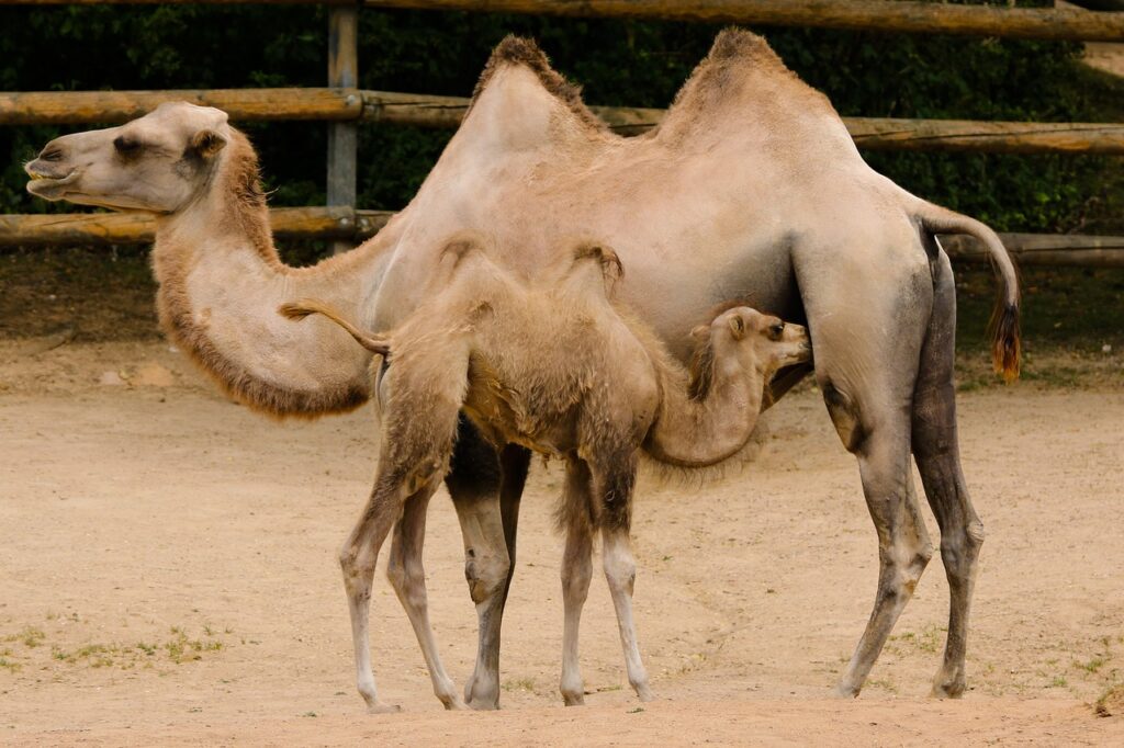 wildlife, camel, foal