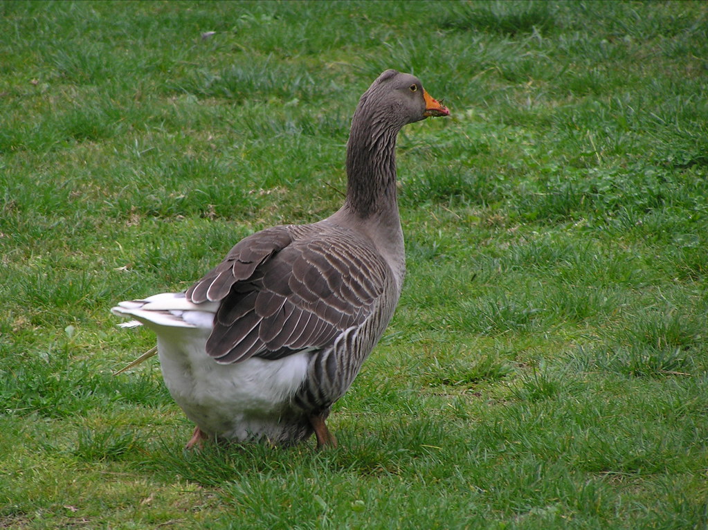 Datos curiosos: 10 sorprendentes curiosidades sobre sapos que no sabías