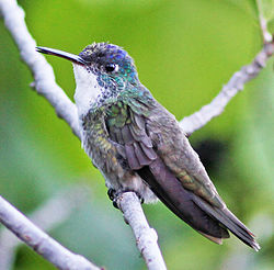 Azure crowned Hummingbird JCB